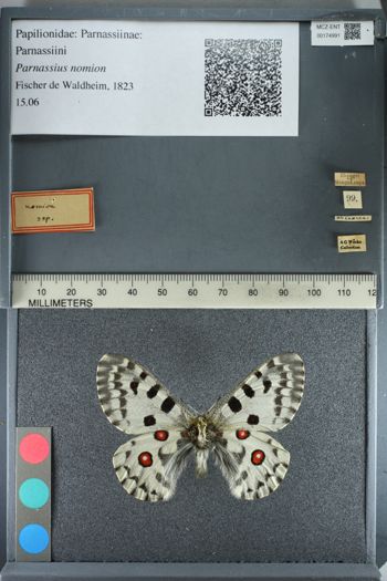Media type: image;   Entomology 174991
